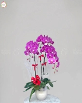 Chậu Lan Hồ Điệp - belovedbeyond.com