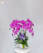 Xuân Như Ý - belovedbeyond.com