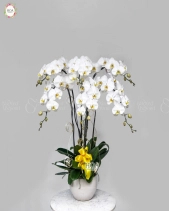 Xuân Về - belovedbeyond.com