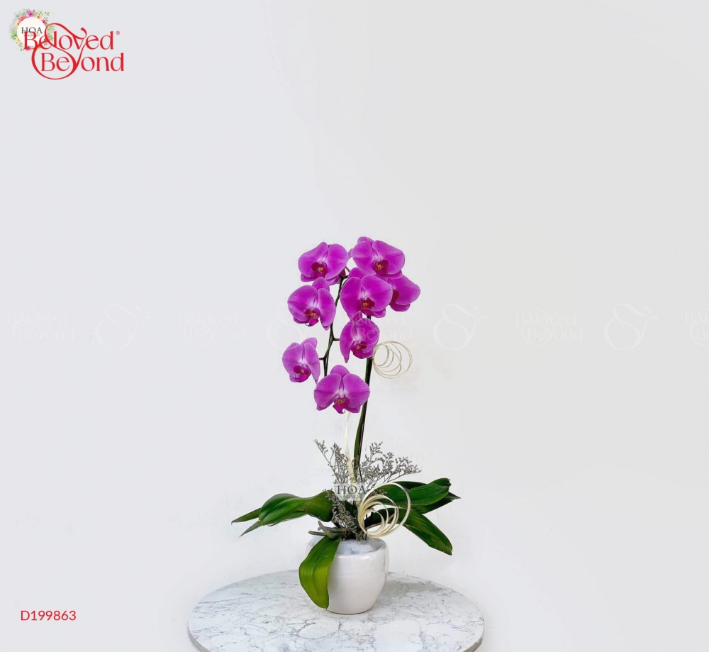 Khai Xuân - belovedbeyond.com