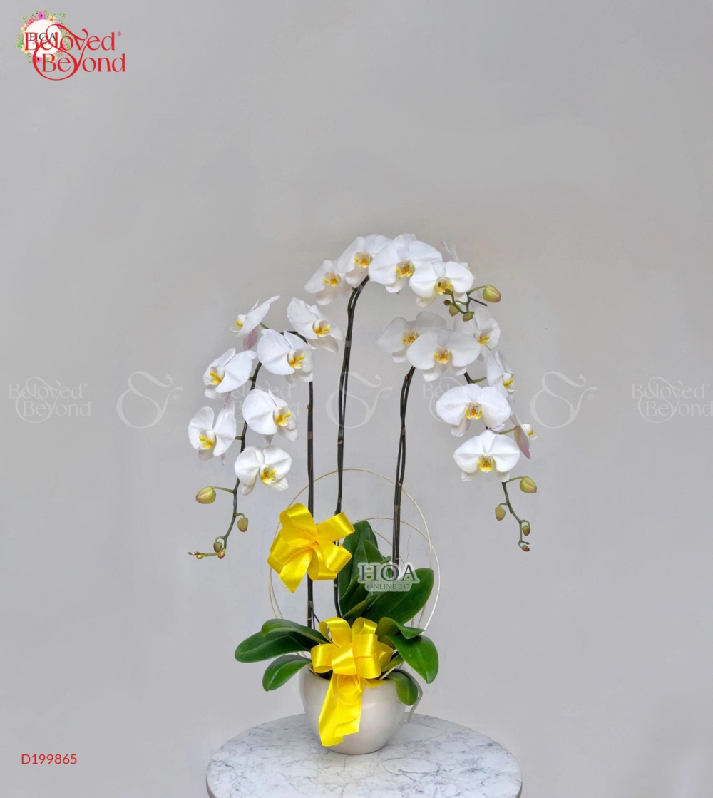 Chậu Lan Hồ Điệp - belovedbeyond.com