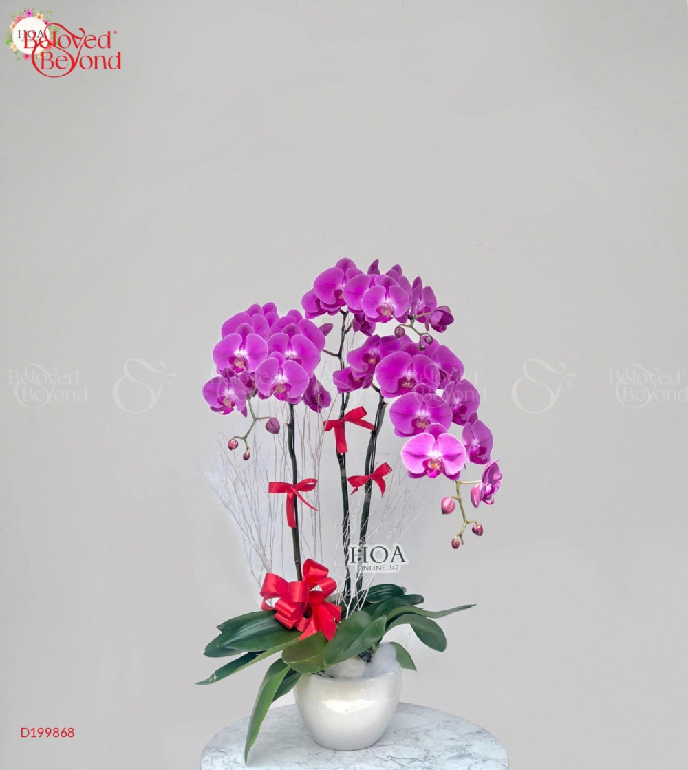 Chậu Lan Hồ Điệp - belovedbeyond.com