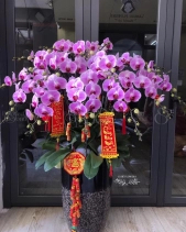 May Mắn - belovedbeyond.com