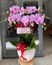 An Khang - belovedbeyond.com