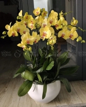 Lộc Phát - belovedbeyond.com