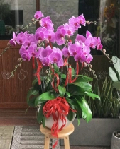 Hồ Điệp Tím - belovedbeyond.com