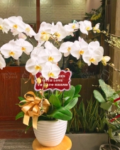 Chậu Lan Hồ Điệp Trắng Mừng Sinh Nhật - belovedbeyond.com