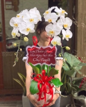 Hồ Điệp 2 Cành - belovedbeyond.com