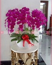 Trọn Vẹn - belovedbeyond.com