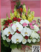 Xinh Xắn - belovedbeyond.com