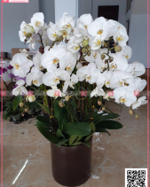 An Khang - belovedbeyond.com