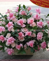 Đông Sang - belovedbeyond.com