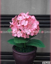 Nắng Hạ - belovedbeyond.com