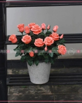 Dịu Dàng - belovedbeyond.com