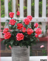 Tinh Khiết - belovedbeyond.com