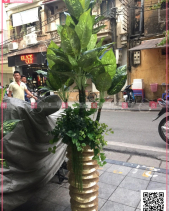 Khởi Sắc - belovedbeyond.com