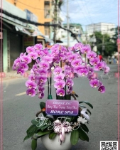 Khai Xuân - belovedbeyond.com