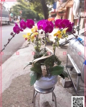 Chậu Lan Hồ Điệp Vàng Tím - belovedbeyond.com