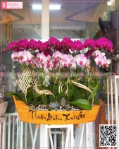 Thuyền Lan Hồ Điệp Lớn - belovedbeyond.com