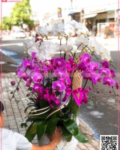 Chậu Lan Hồ Điệp Lớn - belovedbeyond.com