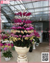 Lan Hồ Điệp Ghép Chậu Khổng Lồ Để Đại Sảnh - belovedbeyond.com