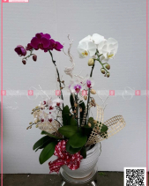 Lan Hồ Điệp - belovedbeyond.com
