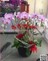 Chậu Lan Hồ Điệp Hồng Sọc - belovedbeyond.com