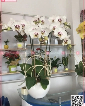 Lan Hồ Điệp Trắng Chấm Pháp - belovedbeyond.com