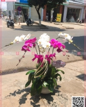 Rực Rỡ - belovedbeyond.com