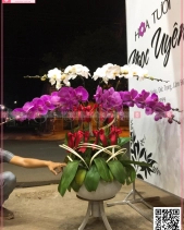 Lan Hồ Điệp - belovedbeyond.com