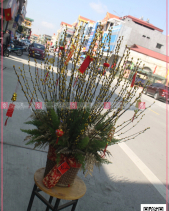 Sang Trọng - belovedbeyond.com