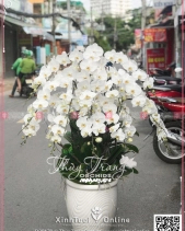 Phát Tài - belovedbeyond.com
