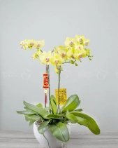 Trọn Niềm Vui - belovedbeyond.com