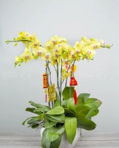 Tết Sum Vầy - belovedbeyond.com