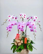 Trọn Niềm Vui - belovedbeyond.com