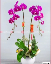 Phúc Như Đông Hải - belovedbeyond.com