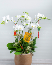 An Khang Thịnh Vượng - belovedbeyond.com