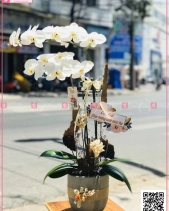 An Khang - belovedbeyond.com