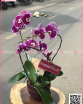 Phú Ý - belovedbeyond.com