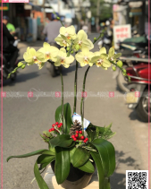 Danh Lợi - belovedbeyond.com