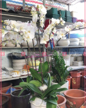 Tài Lộc - belovedbeyond.com