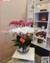 An Khan Thịnh Vượng - belovedbeyond.com