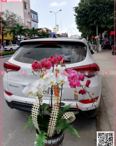 Phúc Như Đông Hải - belovedbeyond.com