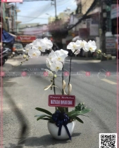 Phú Ý - belovedbeyond.com