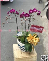 Lộc Phát - belovedbeyond.com