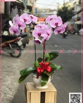 Trường Kỷ - belovedbeyond.com