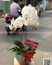 Phú Ý - belovedbeyond.com