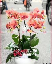 Lộc Phát - belovedbeyond.com