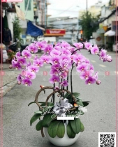 Đại Lộc - belovedbeyond.com