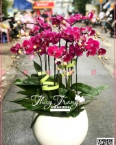 Xuân Như Ý - belovedbeyond.com